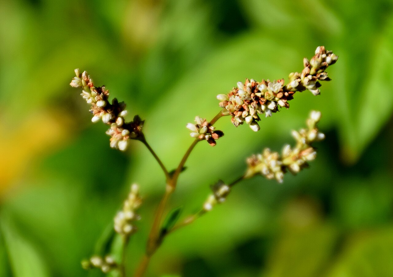 Flowers and stems of Japanese indigo (Persicaria tinctoria), photographed at the botanical garden in Toulouse.