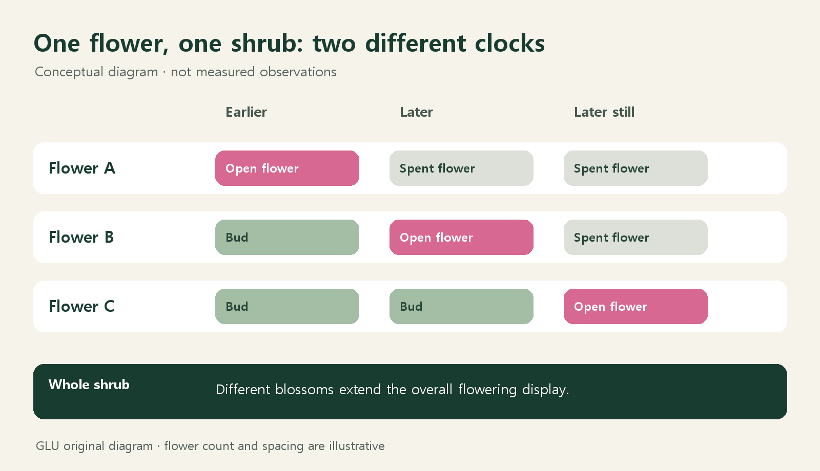 Conceptual diagram of flowers A, B and C opening in succession