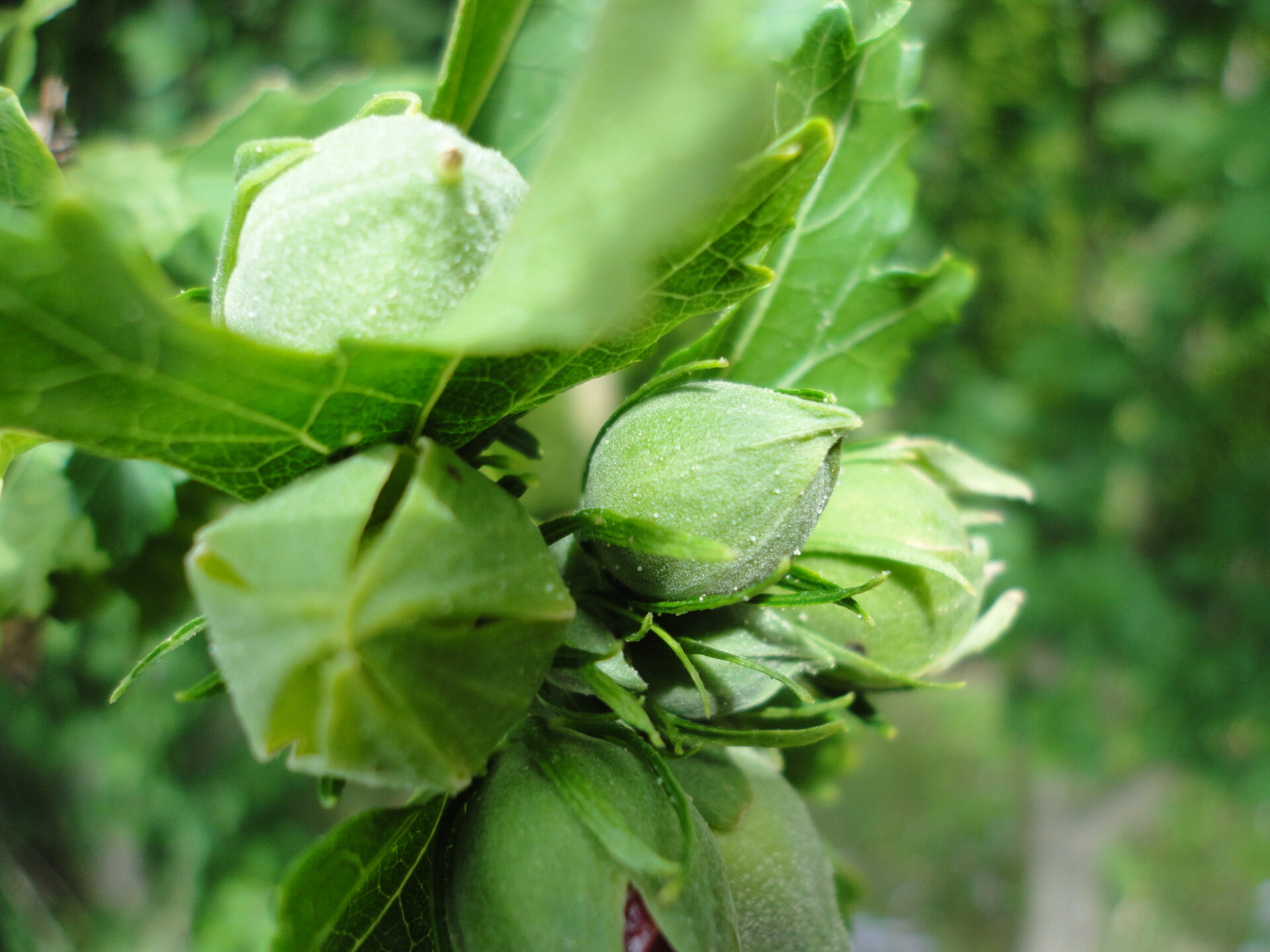 Closed green flower buds of Hibiscus syriacus among leaves
