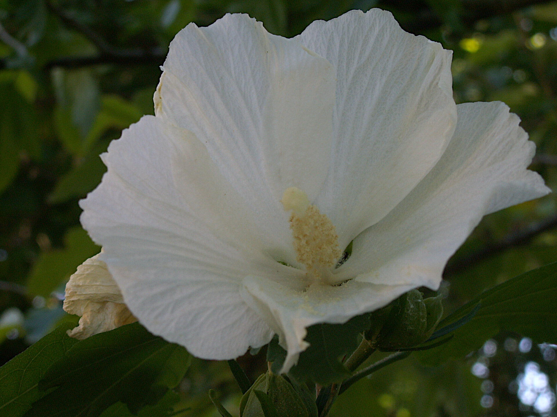 A white Hibiscus syriacus flower without a red marking at the petal bases