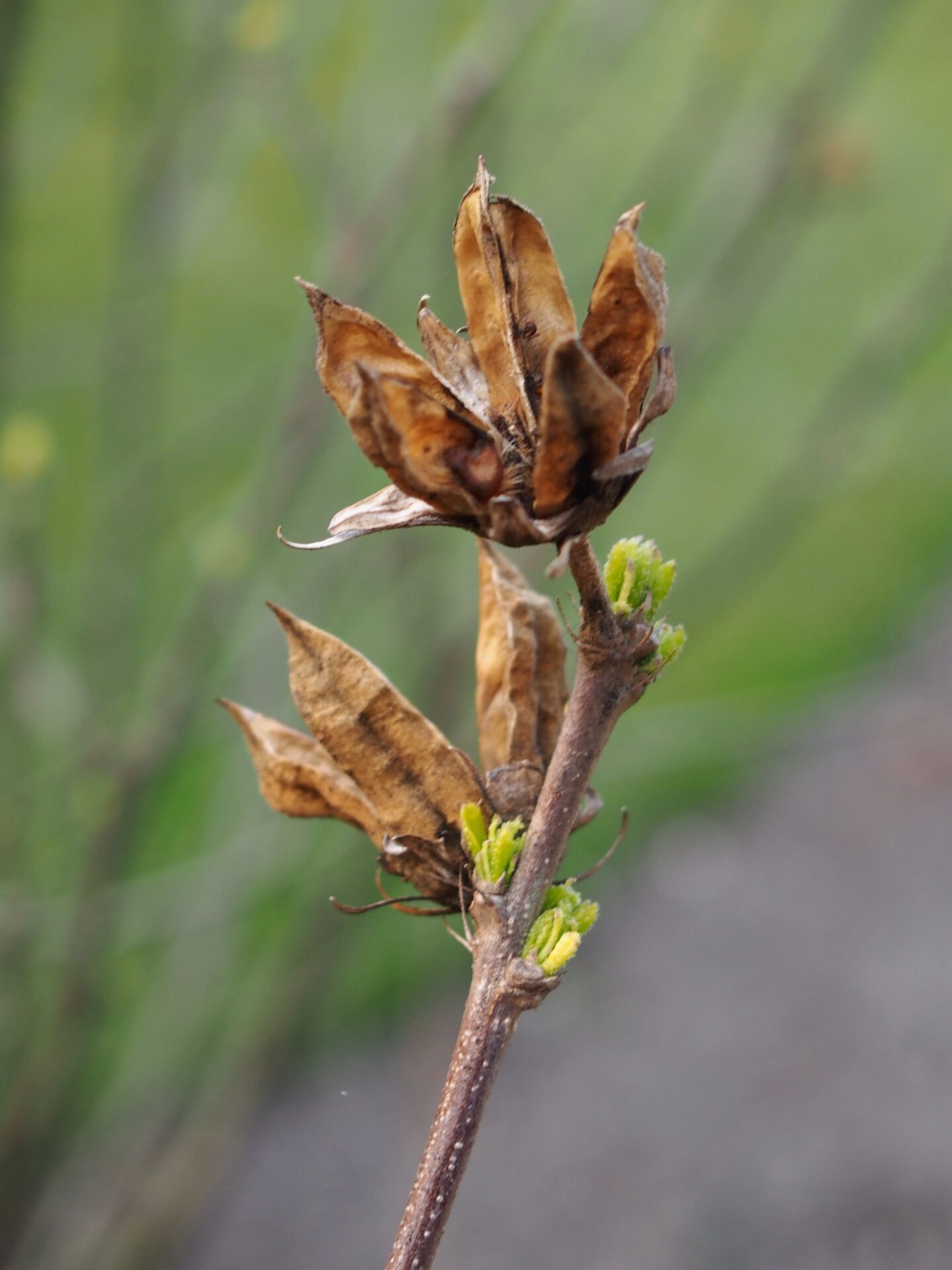 Open dry seed capsules of Hibiscus syriacus beside emerging young leaves