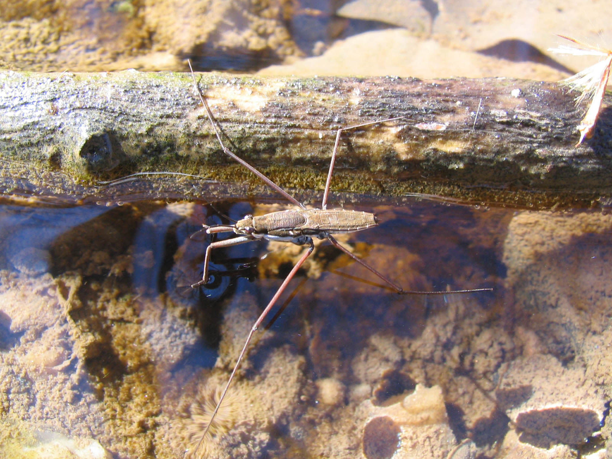A water strider resting on the water beside a branch