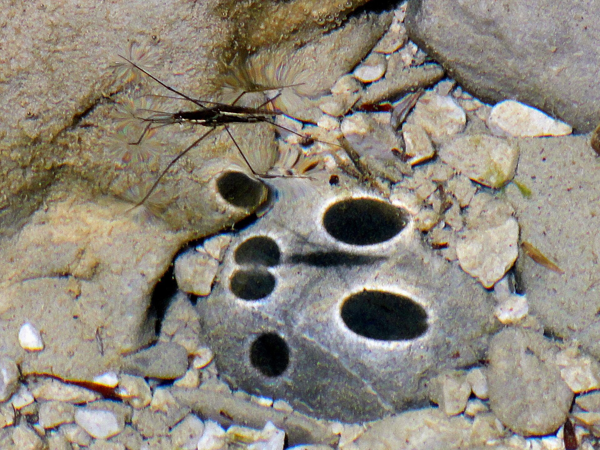 A water strider above large rounded dark patches on the stony riverbed