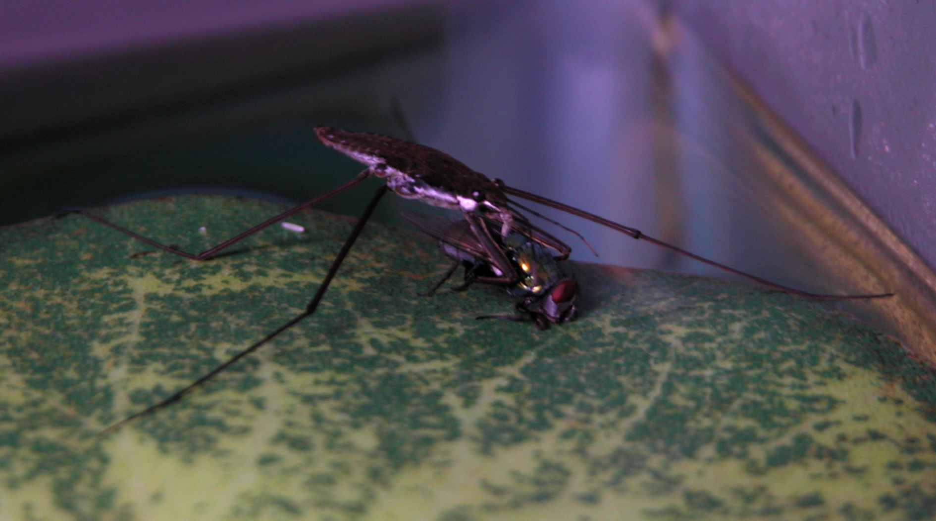 A water strider holding a fly on an artificial water lily in an aquarium