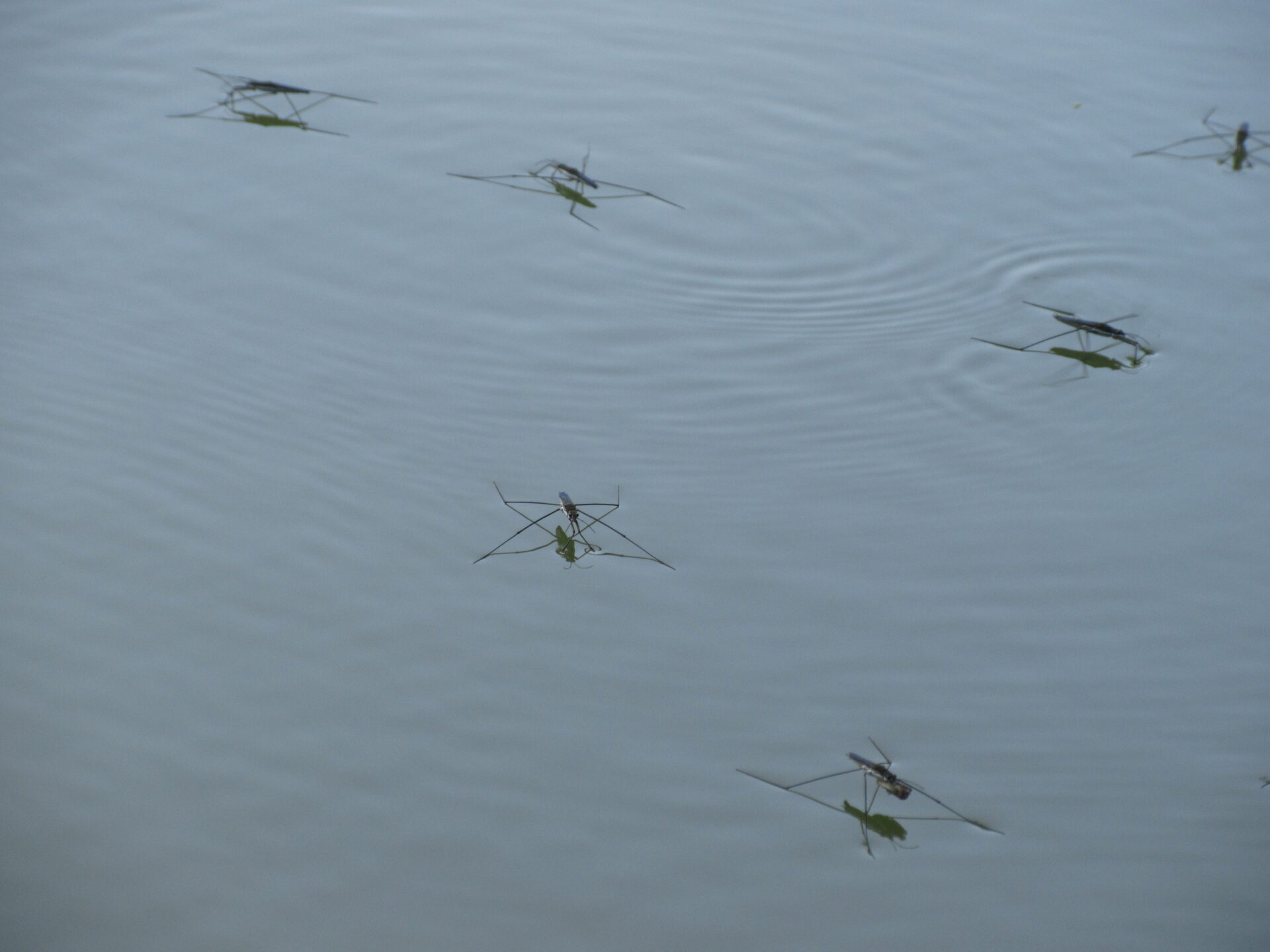 Several water striders spread across a surface with small ripples