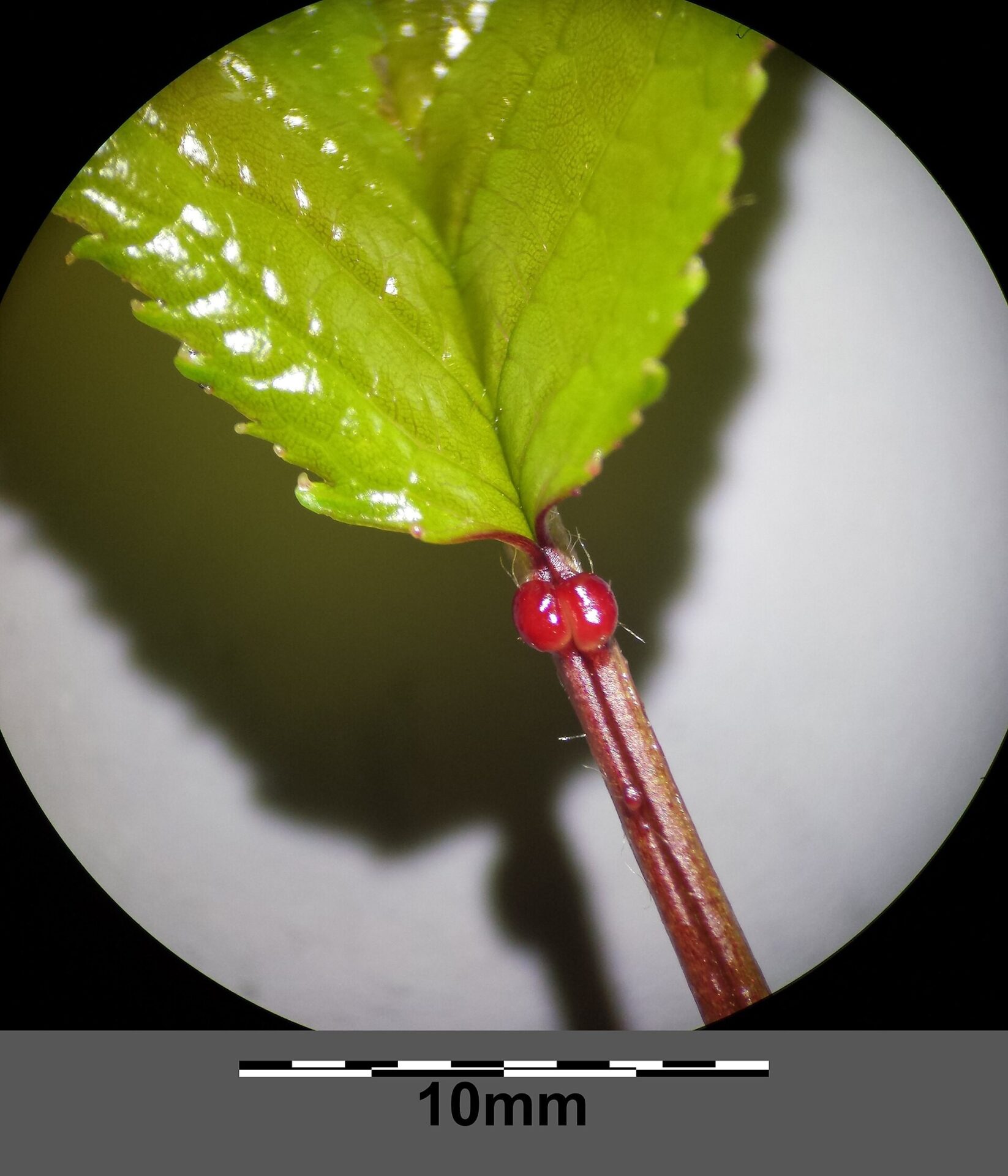 Microscope view of a young sweet cherry leaf with two red nectar glands on its petiole and a 10 millimeter scale bar below