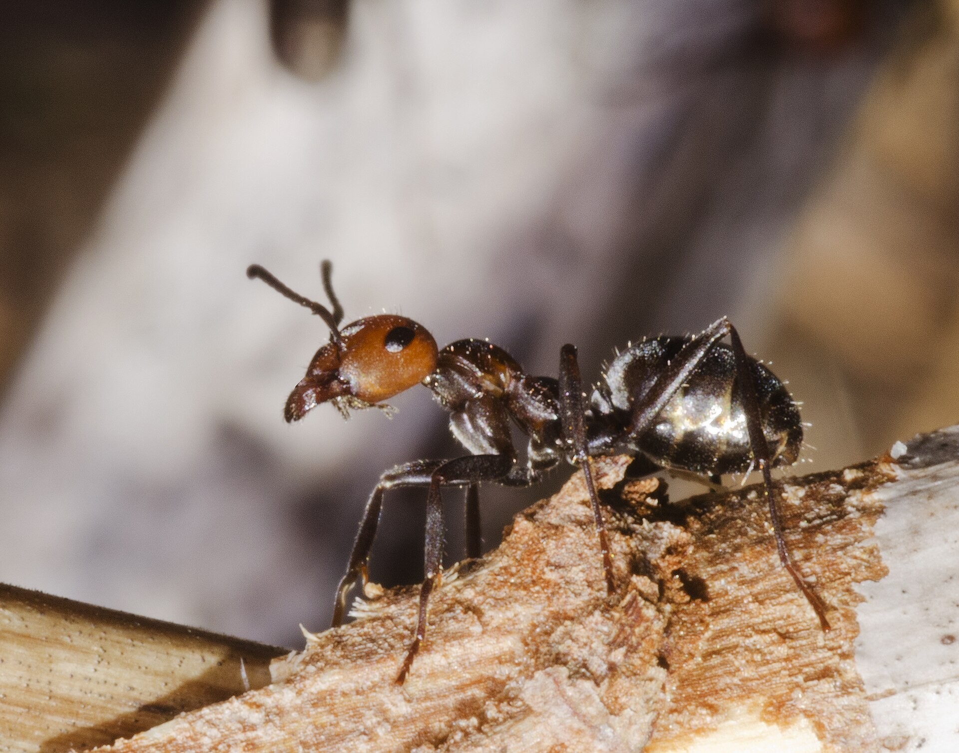 Close-up of a Formica obscuripes worker ant with a reddish-brown head and a glossy black abdomen standing on a piece of wood