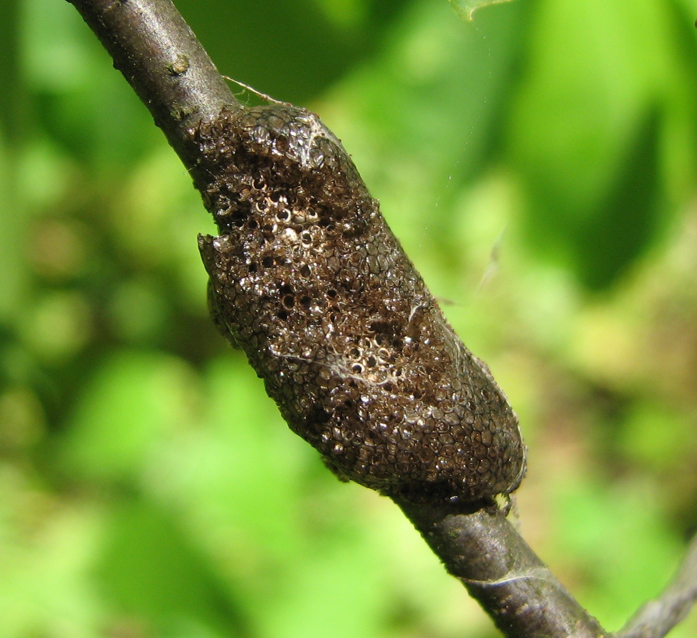 A dark brown egg mass of the eastern tent caterpillar moth wrapped like a ring around a cherry twig