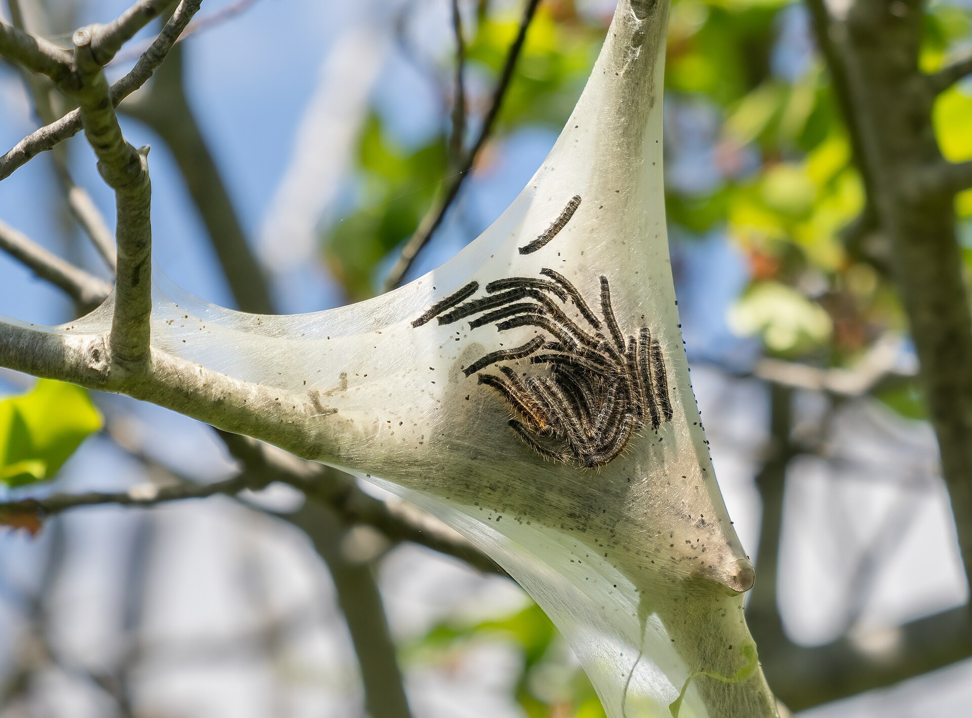 Several striped caterpillars gathered on a white silk tent spun in the fork of a tree branch