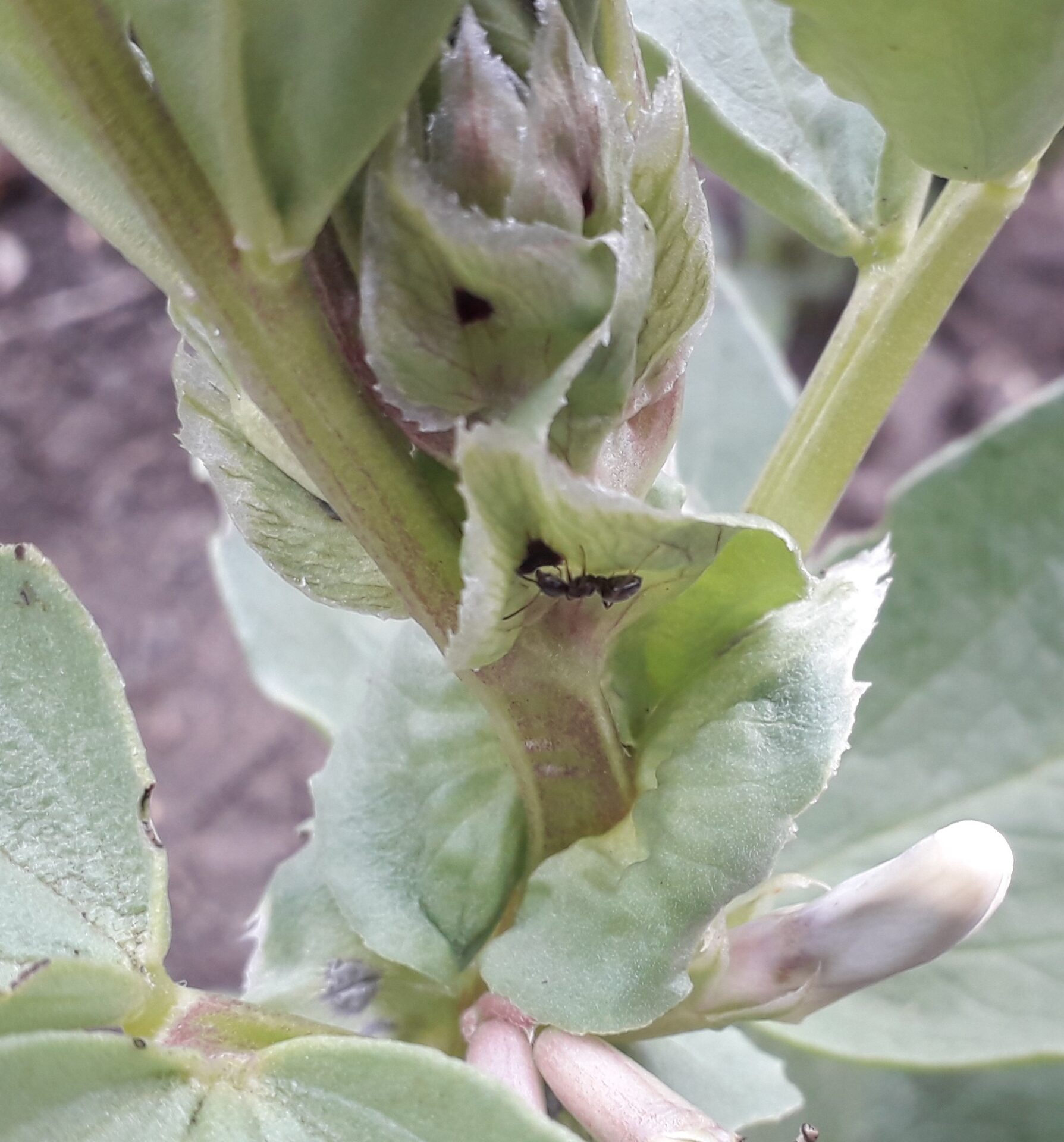 A small black ant next to a dark spot-like extrafloral nectary on a stipule of a broad bean stem